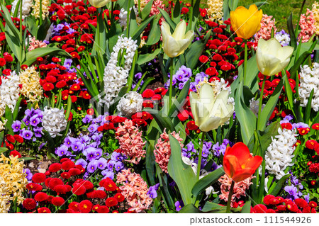 Colorful beautiful spring flowers on flowerbed in the garden Colorful beautiful spring flowers on flowerbed in the garden 111544926