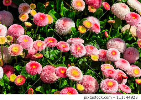 Beautifuln small marguerite flowers on spring flowerbed 111544928
