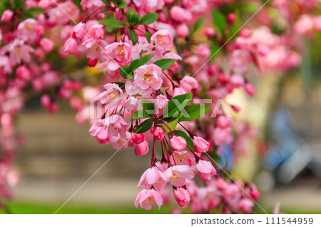 Pink blossoming cherry tree in garden at spring 111544959