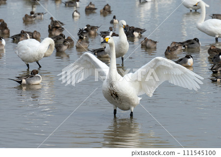 天鵝張開翅膀 天鵝張開翅膀 111545100