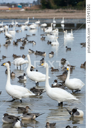天鵝、鴨子飛翔的地方 111545101