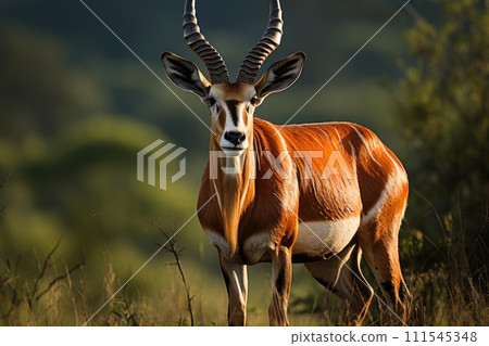Big eastern bongo antelope. Generative AI 111545348