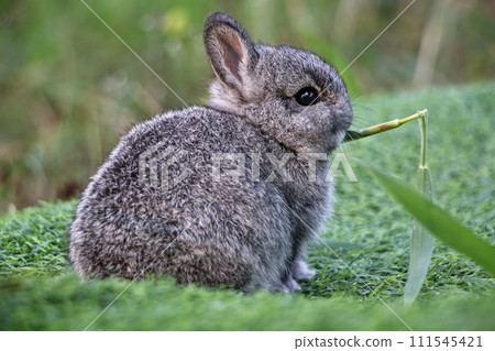 Little rabbit is enjoying his food. 111545421