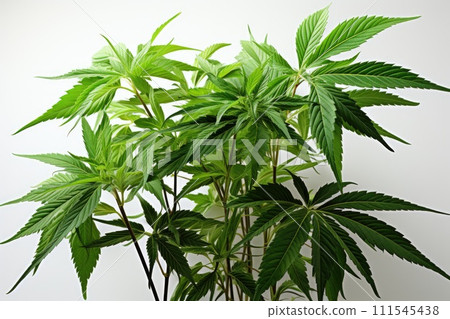 Marijuana cannabis leaf. Generative AI 111545438