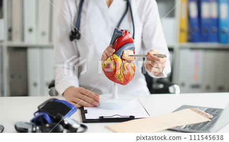The doctor shows a plastic model of the heart, close-up The doctor shows a plastic model of the heart, close-up 111545638