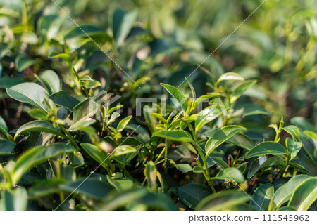 tea plantation in Northern of Thailand,tea leaves tea plantation in Northern of Thailand,tea leaves 111545962