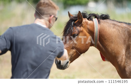 A man, viewed from the back, strokes the brown muzzle of a horse A man, viewed from the back, strokes the brown muzzle of a horse 111546195