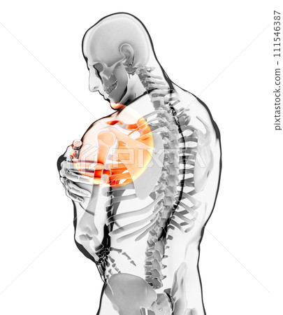Shoulder painful skeleton x-ray, 3D illustration. Shoulder painful skeleton x-ray, 3D illustration. 111546387