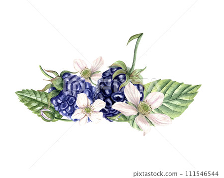 Composition with fresh blackberries. Navy berries and white flowers, leaves. Dewberry, bramble. Watercolor botanical illustration for template, package, cookbook. Composition with fresh blackberries. Navy berries and white flowers, leaves. Dewberry, bramble. Watercolor botanical illustration for template, package, cookbook. 111546544