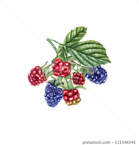 Ripe and unripe Blackberry. Bramble branch with leaves. Forest and garden berries. Red and navy Dewberry. Watercolor botanical illustration for template, package, cookbook. Ripe and unripe Blackberry. Bramble branch with leaves. Forest and garden berries. Red and navy Dewberry. Watercolor botanical illustration for template, package, cookbook. 111546545