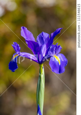 Photograph of a purple Dutch Iris flower in bloom in a domestic garden in the Blue Mountains in New South Wales in Australia 111546615