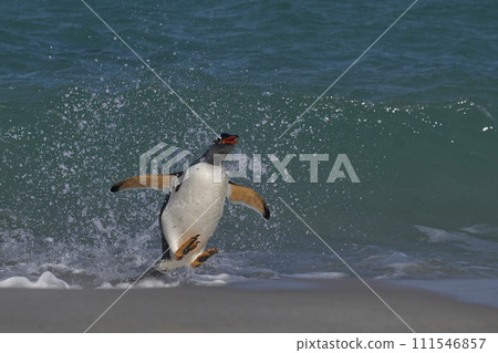 Gentoo Penguin coming ashore 111546857