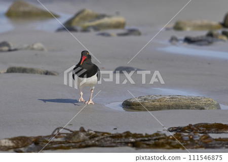 Magellanic Oystercatcher  Magellanic Oystercatcher  111546875