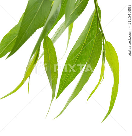 branches of willow with green leaves are isolated on white background. Spring foliage. 111546892