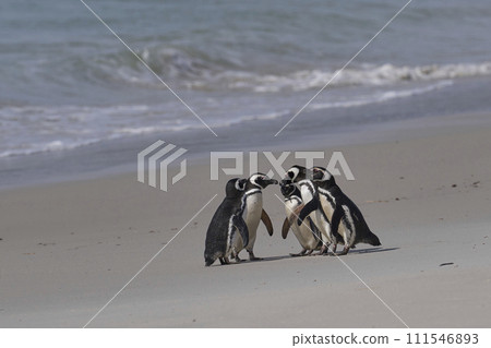 Group of Magellanic Penguins Group of Magellanic Penguins 111546893