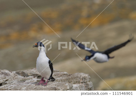 Imperial Shag 111546901