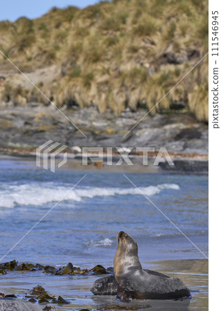 Sea Lion and Elephant Seal pup 111546945