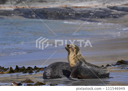 Sea Lion and Elephant Seal pup 111546949