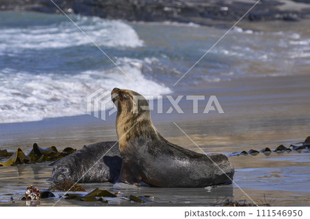 Sea Lion and Elephant Seal pup 111546950