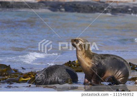 Sea Lion and Elephant Seal pup 111546952