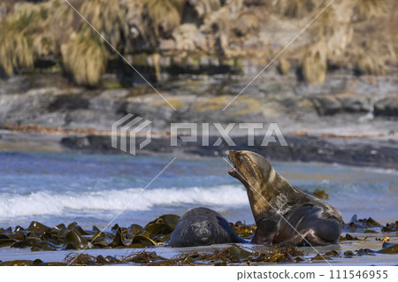 Sea Lion and Elephant Seal pup Sea Lion and Elephant Seal pup 111546955
