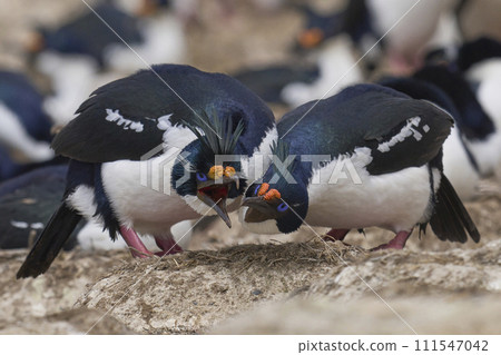 Pair of Imperial Shag courting 111547042