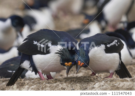 Pair of Imperial Shag courting Pair of Imperial Shag courting 111547043