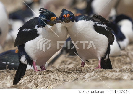 Pair of Imperial Shag courting 111547044