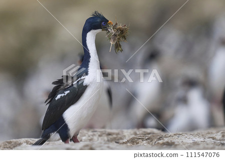 Imperial Shag carrying nest material 111547076