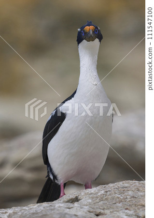 Imperial Shag 111547100
