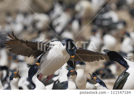 Imperial Shag landing Imperial Shag landing 111547184