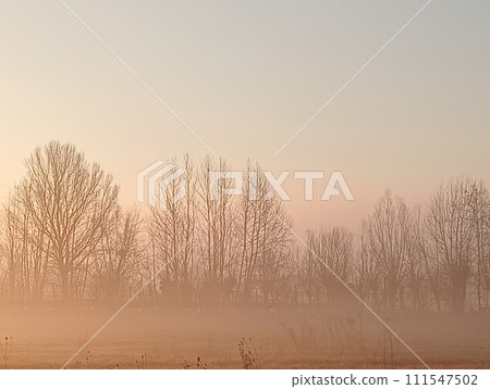 winter landscape in the forest with fog 111547502