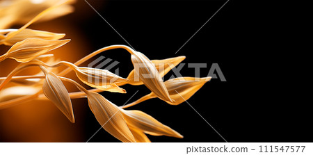 AI-generated content. Oat ears on black background with copy space, AI generated 111547577