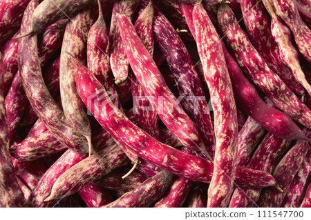 Cranberry beans. Fresh Organic Borlotti bean pods. Stylish modern food background. Magenta color. Creative foodstuff image. Grocery, dietary backdrop. Advertising, trendy magazine publication. Border 111547700