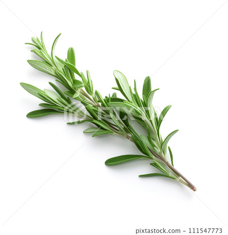 Rosemary on white backgrounds. Generated  AI 111547773