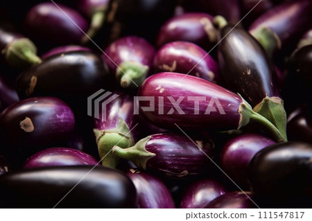 eggplant harvest in an aboveground greenhouse 111547817