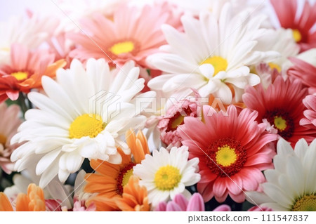 multicolored gerbera isolated on white background 111547837