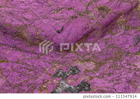 Macro mineral stone purpureus, (purple) purpurite in the breed a white background 111547914