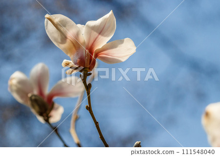 beautiful magnolia flowers with water droplets 111548040