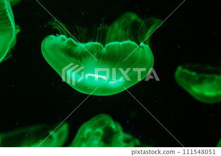 macro aurelia aurita semaeostomeae 111548051