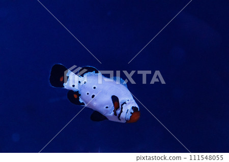 macro fish amphiprion ocellaris frostbite macro fish amphiprion ocellaris frostbite 111548055