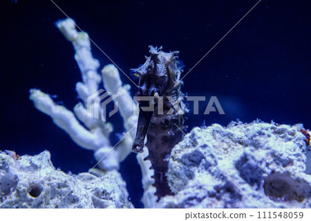 macro Hippocampus needle-needle family 111548059