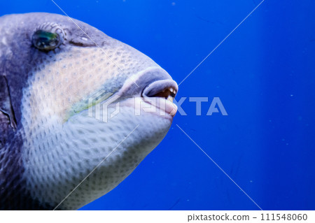 macro fish blue-necked balistod, balistoides viridescens 111548060