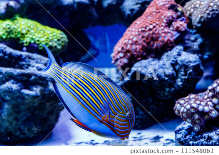 Fish Striped Surgeon Acanthurus lineatus 111548061