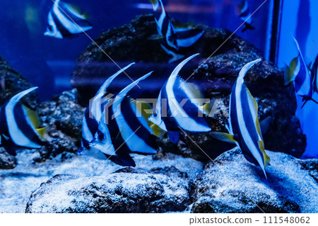 Fish Red Sea Kabuba Heniochus intermedius Fish Red Sea Kabuba Heniochus intermedius 111548062