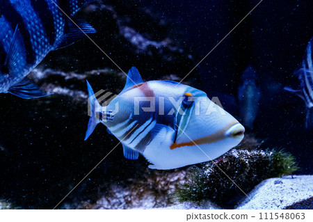Fish Painted Triggerfish Rhinecanthus aculeatus Fish Painted Triggerfish Rhinecanthus aculeatus 111548063
