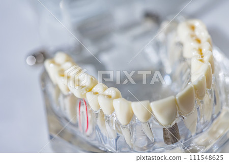 Model of human jaw. Selective Focus Model of human jaw. Selective Focus 111548625