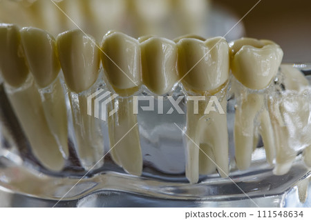 Model of human jaw. Selective Focus 111548634