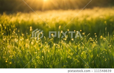 Closeup green grass 111548639