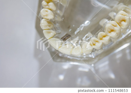 Model of human jaw. Selective Focus 111548653